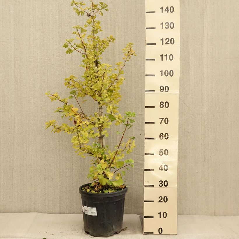 Amostra de Ginkgo biloba Simon - Arbre aux quarante écus Pot de 18L/20L tal como entregue no outono