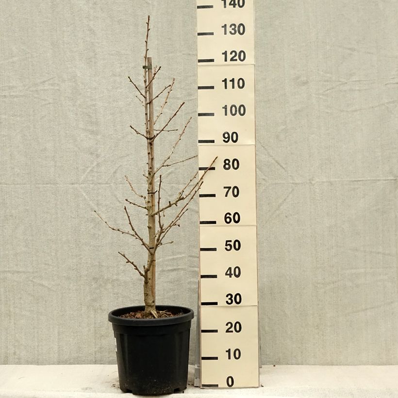 Amostra de Ginkgo biloba Simon - Arbre aux quarante écus Pot de 18L/20L tal como entregue na primavera