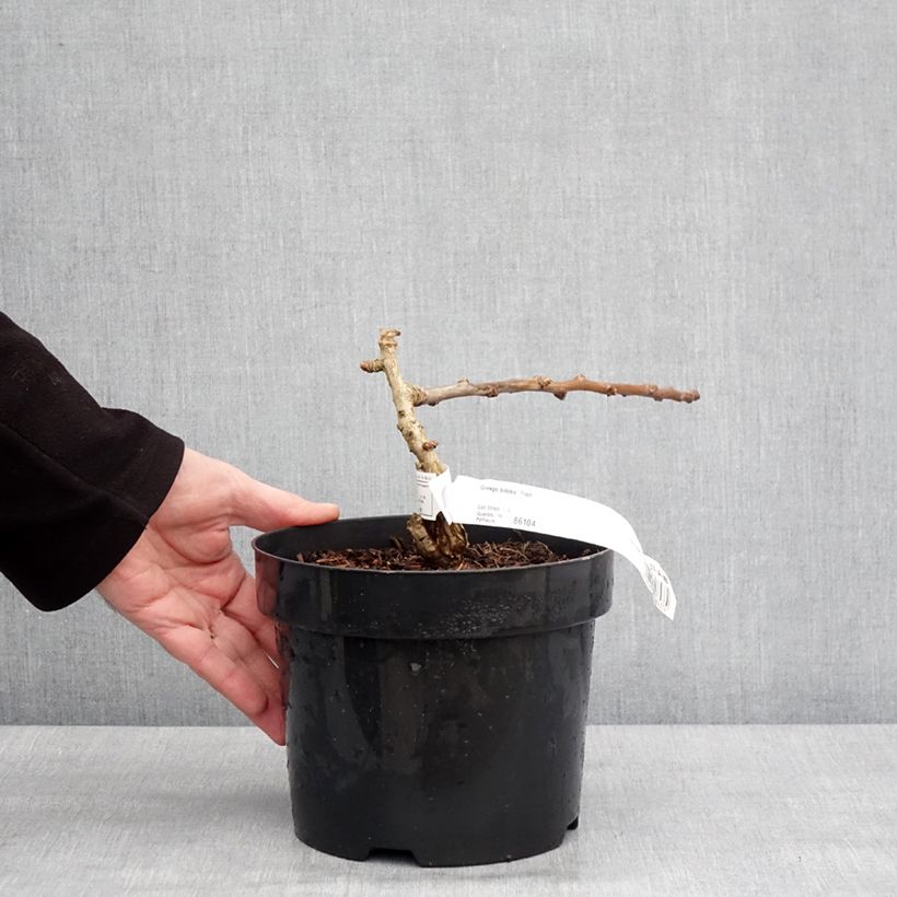 Amostra de Ginkgo biloba Troll Vaso de 2 L/3 L tal como entregue no inverno