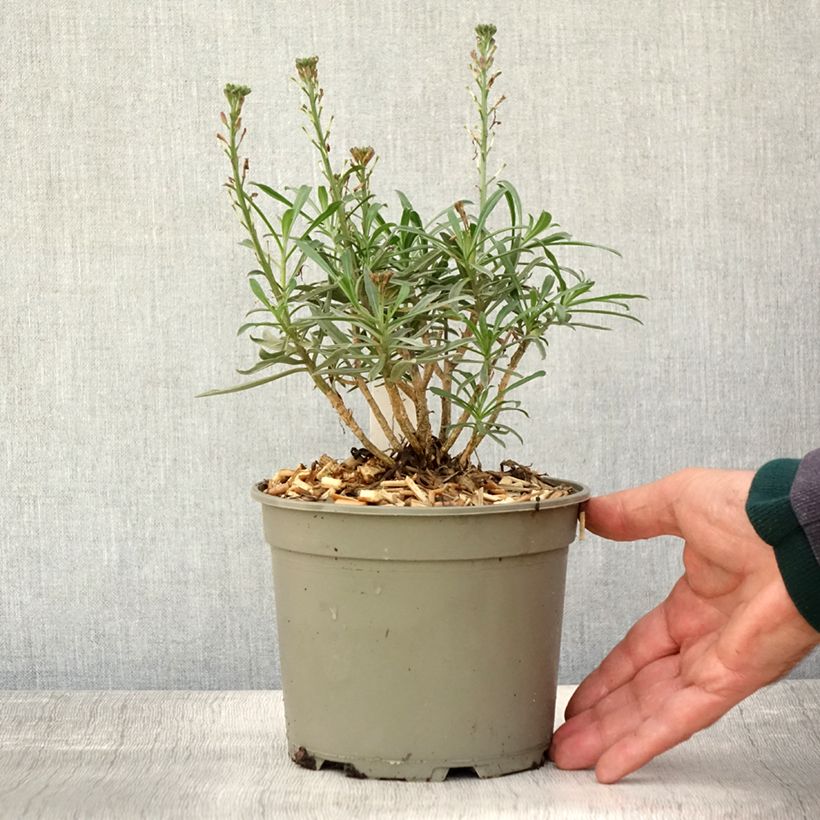 Amostra de Erysimum Bowles Mauve Vaso de 2 L/3 L tal como entregue no outono