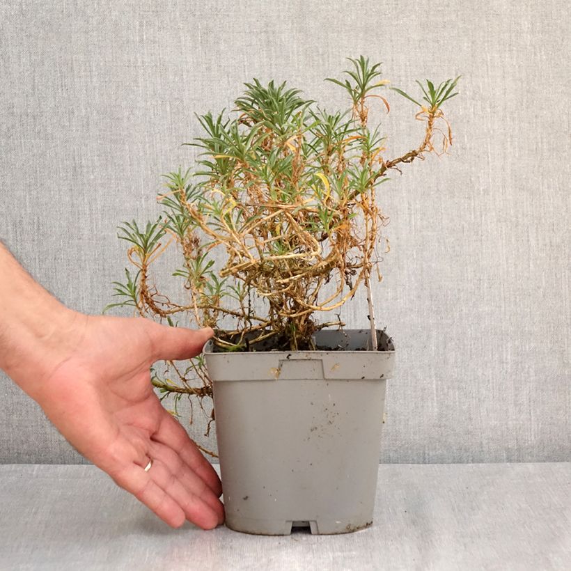 Amostra de Erysimum Constant Cheer Vaso de 2 L/3 L tal como entregue no verão
