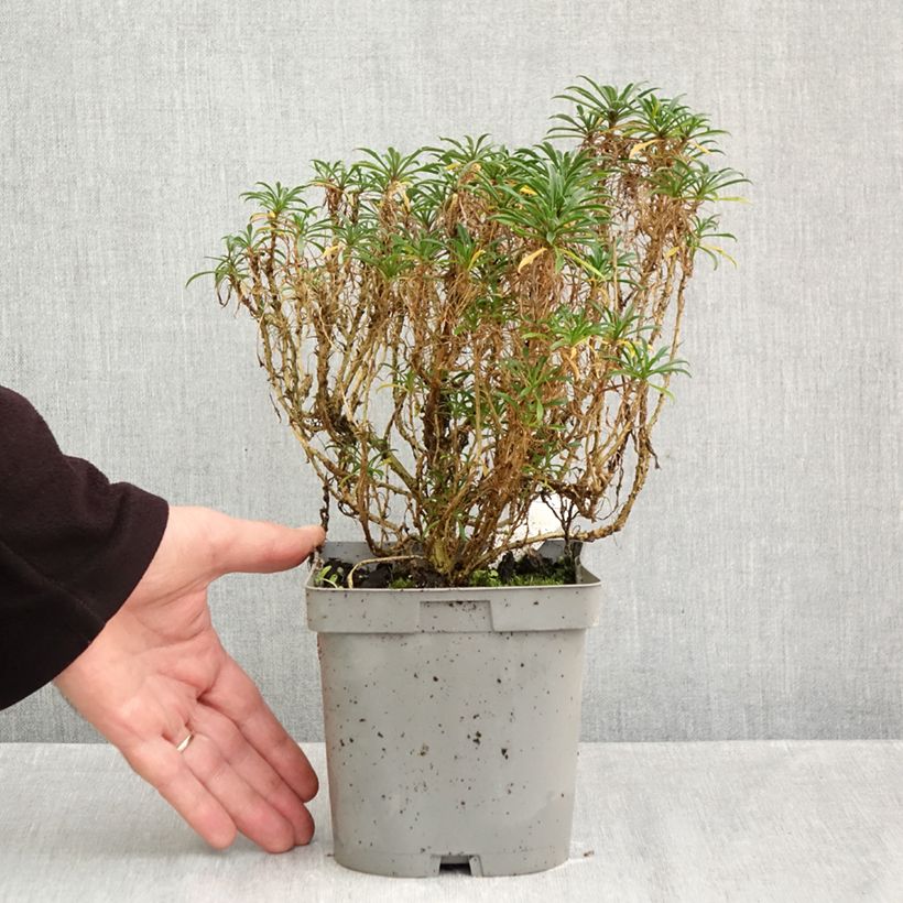 Amostra de Erysimum Constant Cheer Vaso de 2 L/3 L tal como entregue no outono