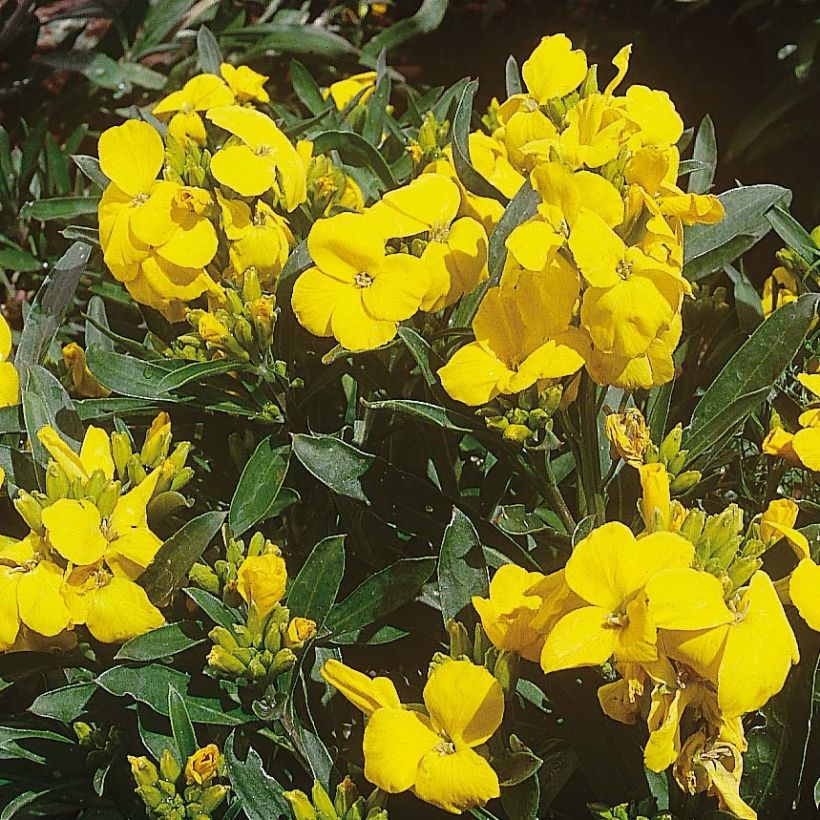 Erysimum cheiri Cloth of Gold em minimottes (Floração)