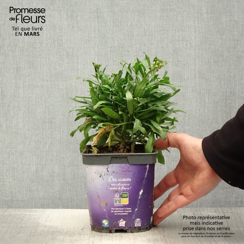 Amostra de Erysimum cheiri Spice Island Vaso de 2 L/3 L tal como entregue na primavera