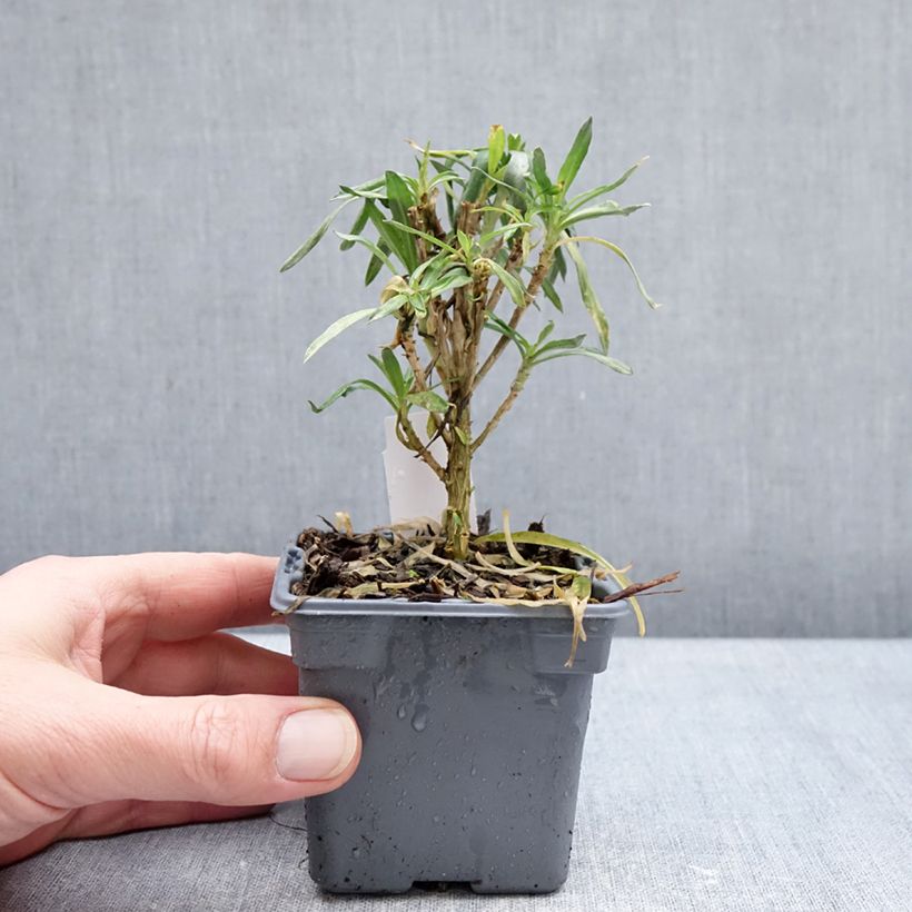 Amostra de Giroflée vivace - Erysimum Colour Vibe Orange Vaso de 8/9 cm tal como entregue no inverno