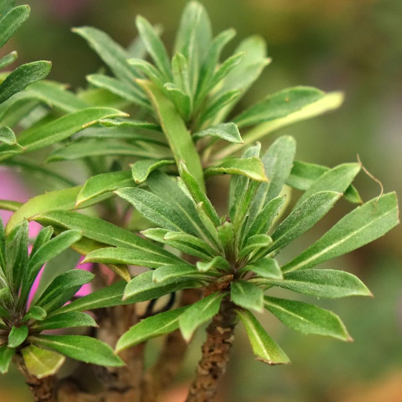 Erysimum Colour Vibe Purple (Folhagem)