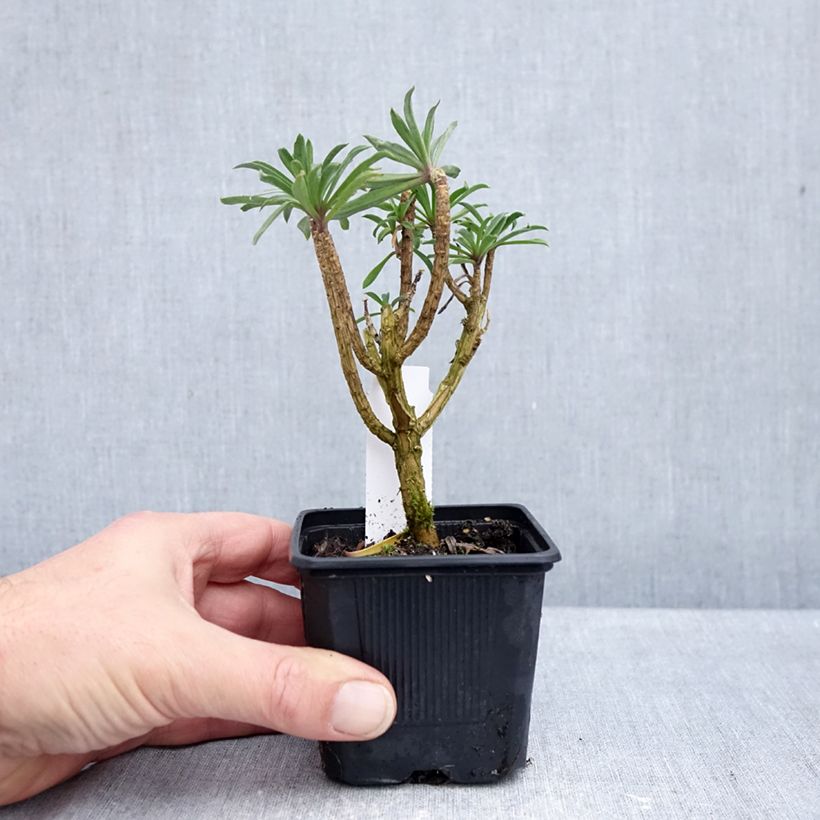 Amostra de Erysimum Colour Vibe Purple Vaso de 8/9 cm tal como entregue no outono