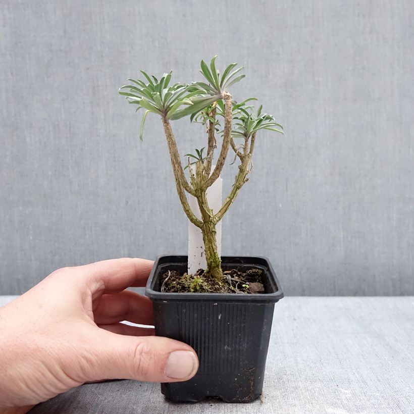 Amostra de Giroflée vivace - Erysimum Colour Vibe Purple Godet de 8/9 cm tal como entregue no inverno