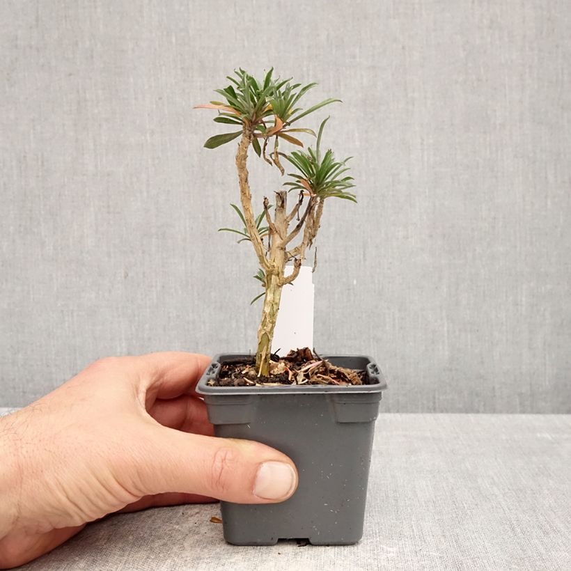 Amostra de Erysimum Colour Vibe Purple Vaso de 8/9 cm tal como entregue na primavera