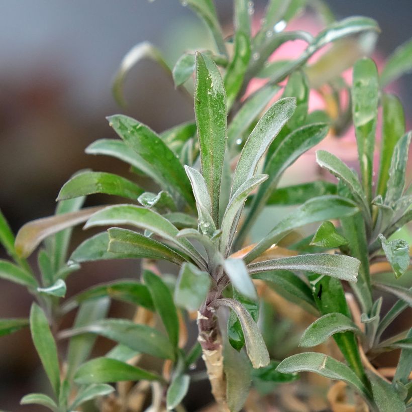 Erysimum Colour Vibe Red (Folhagem)