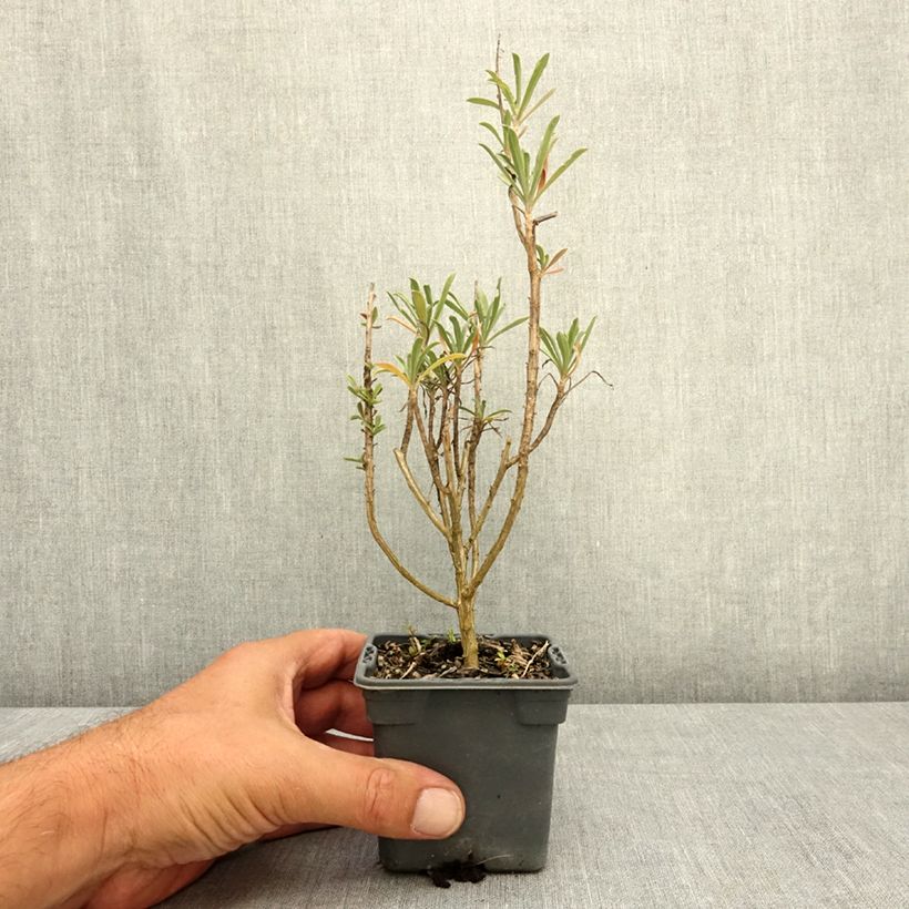 Amostra de Erysimum Colour Vibe Red Vaso de 8/9 cm tal como entregue no verão