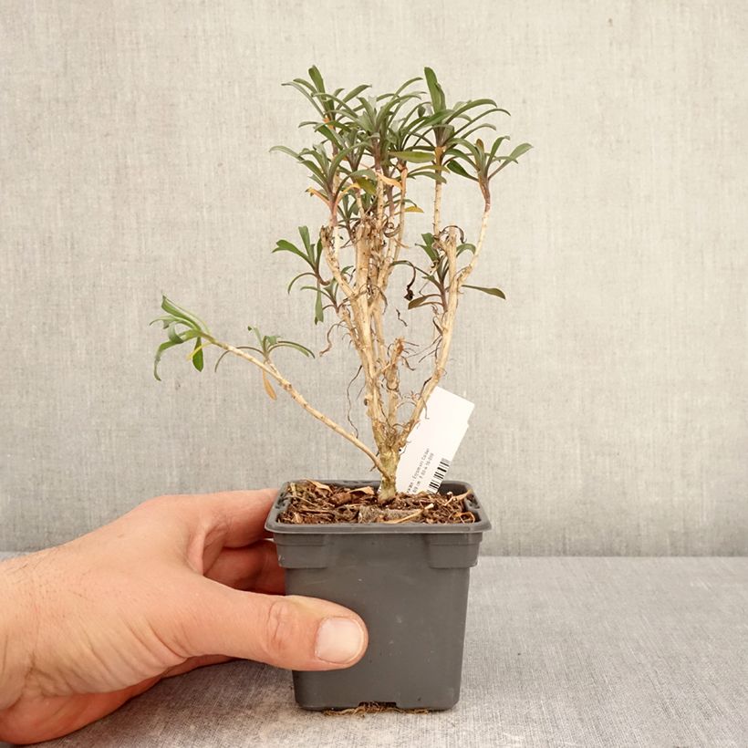 Amostra de Erysimum Colour Vibe Red Vaso de 8/9 cm tal como entregue na primavera