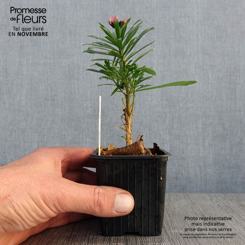 Amostra de Erysimum Poem Lavender Vaso de 8/9 cm tal como entregue no outono