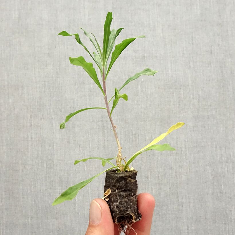 Amostra de Giroflée vivace - Erysimum Poem Lilac Mini-torrão Ø 3/4 cm tal como entregue no outono