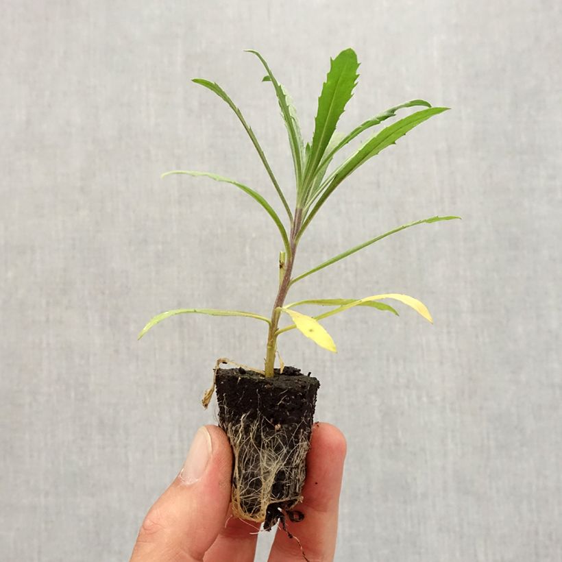 Amostra de Giroflée vivace - Erysimum Winter Joy Mini-torrão Ø 3/4 cm tal como entregue no outono