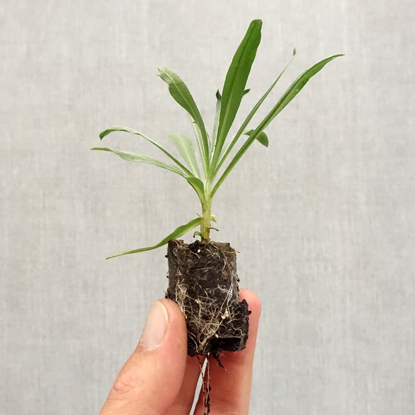 Amostra de Giroflée vivace - Erysimum Winter Passion Mini-torrão Ø 3/4 cm tal como entregue no outono