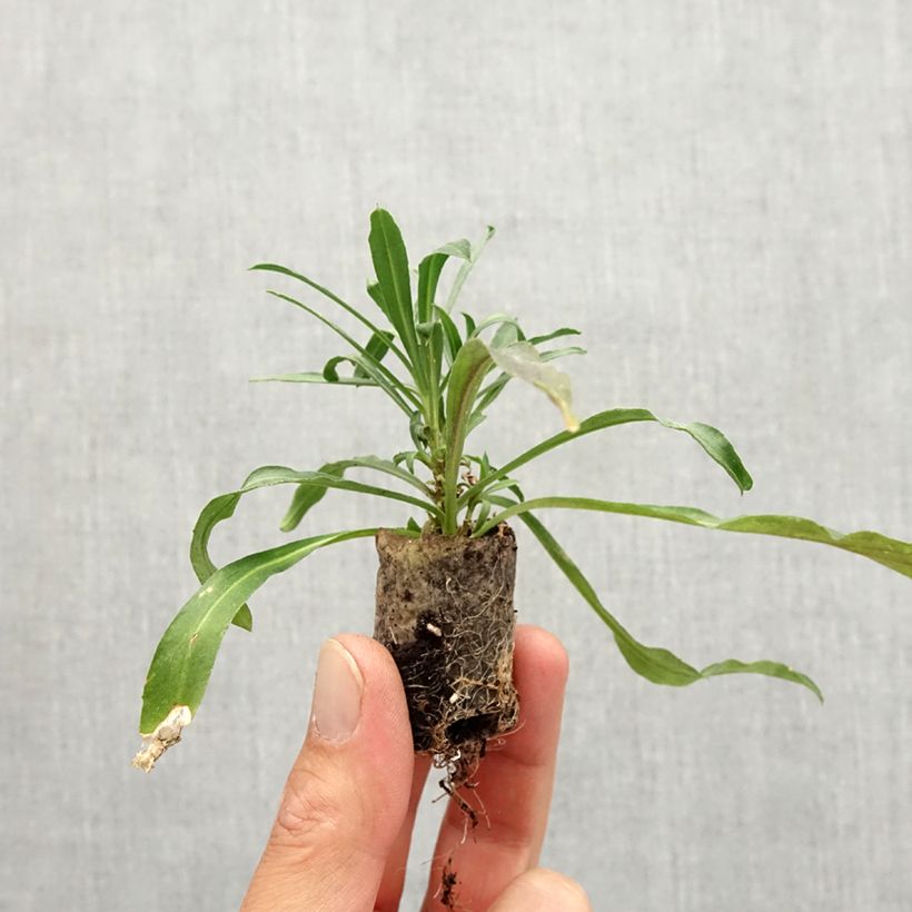 Amostra de Giroflée vivace - Erysimum Winter Spirit Mini-motte Ø 3/4 cm tal como entregue no outono