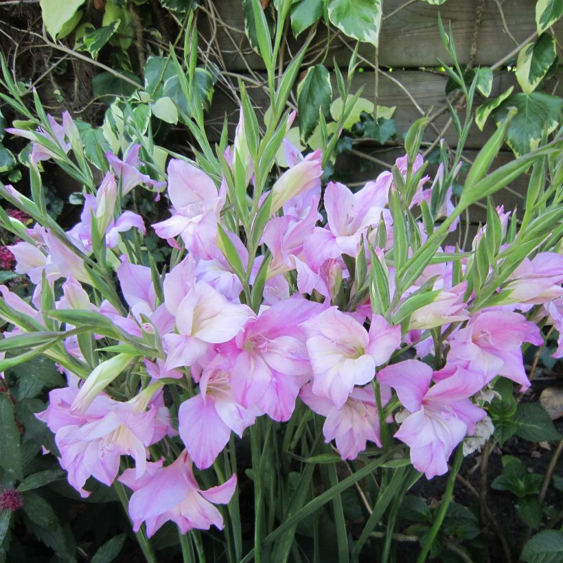 Gladiolus tubergenii Charming Lady (Floração)