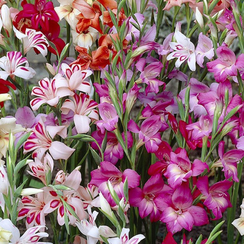 Gladiolus × colvillei Mix em mistura (Floração)