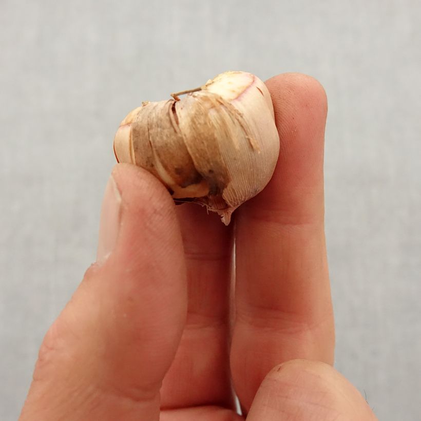 Amostra de Gladiolus nanus Vulcano - Glaïeul papillon Bulbo size 8+ tal como entregue na primavera