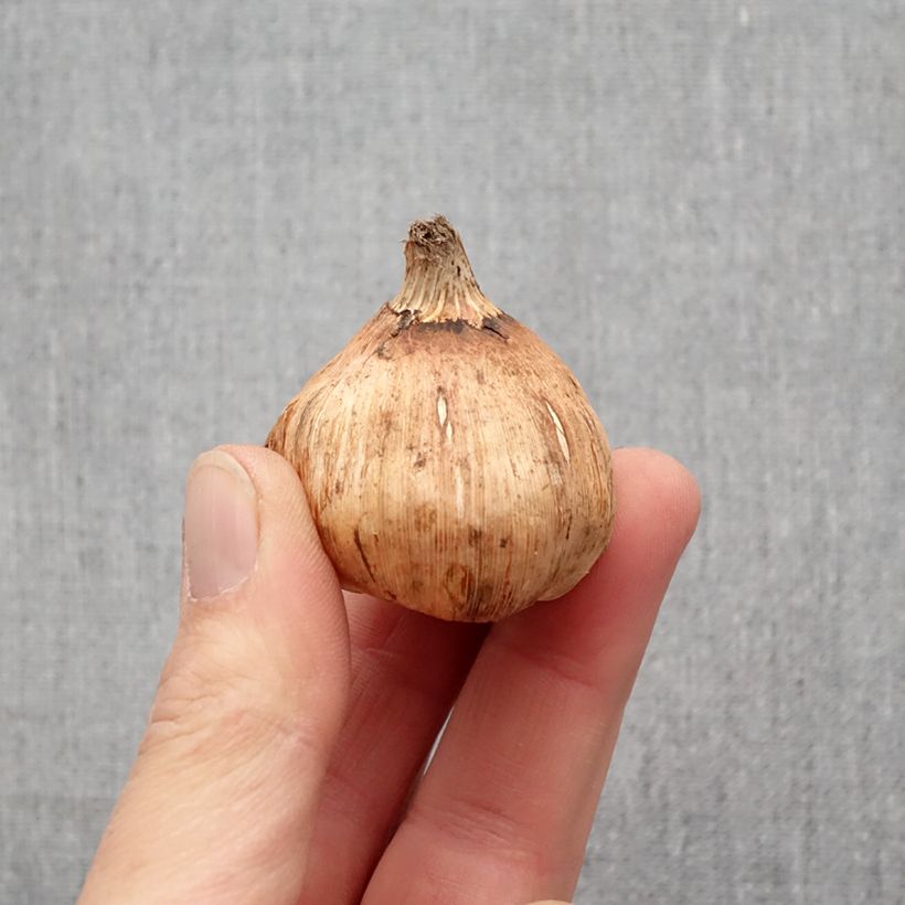 Amostra de Gladiolus ou Glaïeuls en mélange (grandes fleurs) Bulbo size 12+ tal como entregue na primavera