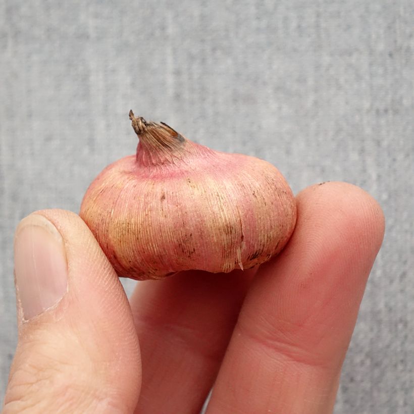 Amostra de Gladiolus ou Glaïeuls en mélange (petites fleurs) Bulbo size 8+ tal como entregue na primavera