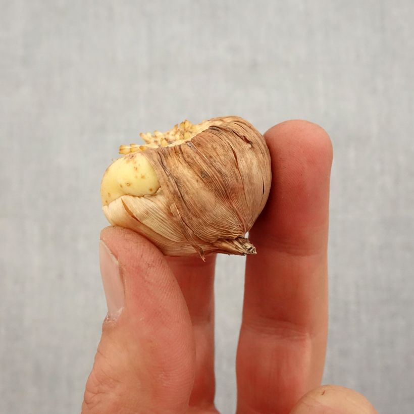 Amostra de Gladiolus primulinus Las Vegas - Glaïeul hybride à petites fleurs  Bulbe Kaliber/Größe 10+ tal como entregue na primavera