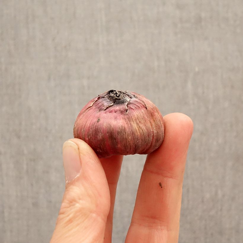 Amostra de Gladíolo Careless Bulbo Calibre 12+ tal como entregue na primavera