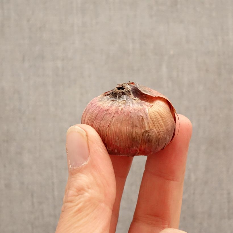 Amostra de Gladíolo Deep Purple em bolbo Bulbo Calibre 12+ tal como entregue na primavera