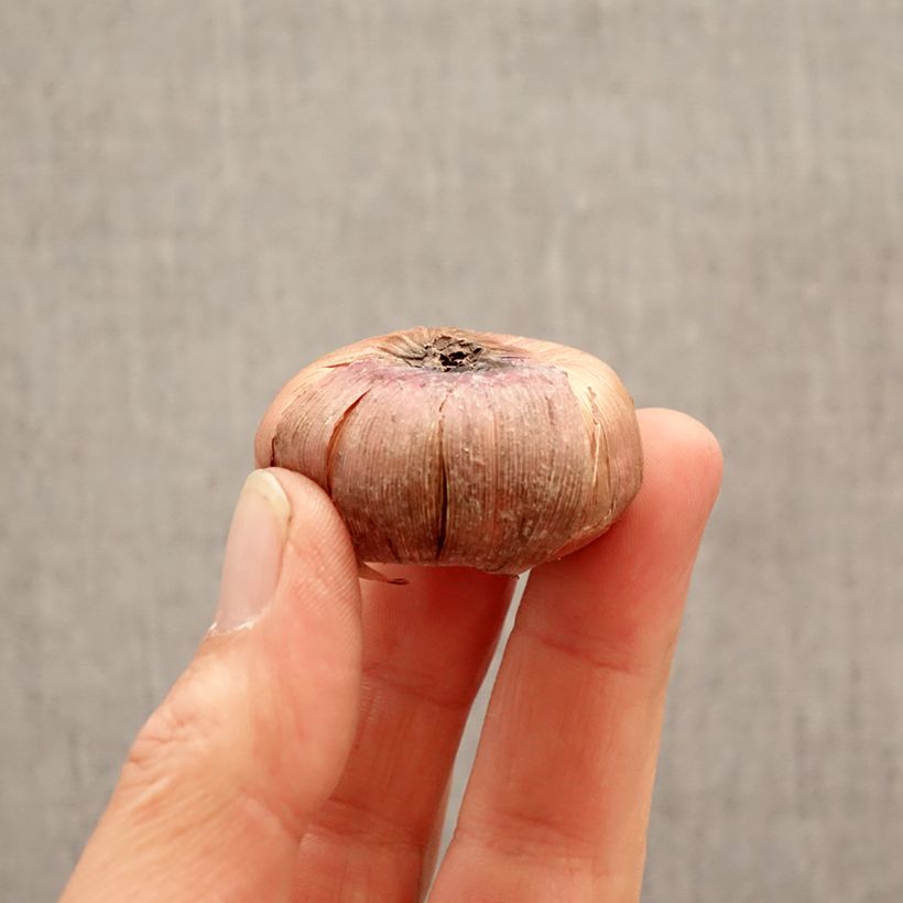 Amostra de Gladíolo Nori Bulbo Calibre 12+ tal como entregue na primavera