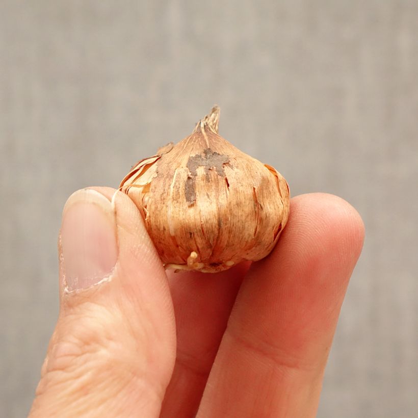 Amostra de Gladíolo Glamini Tina Bulbo Calibre 8+ tal como entregue na primavera