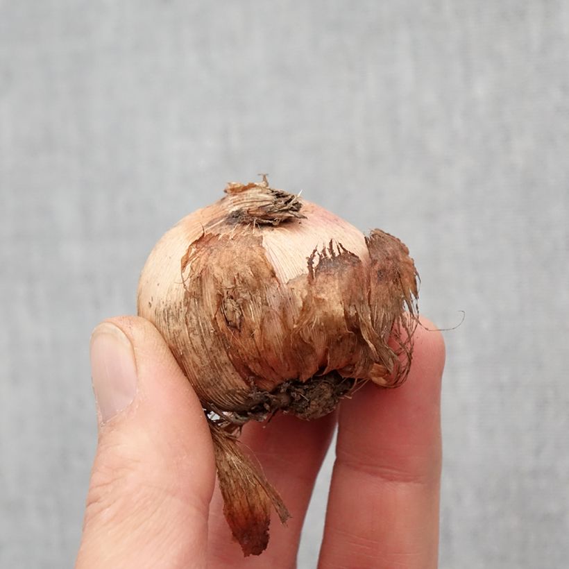 Amostra de Glaïeul Adrienne Bulbo size 12+ tal como entregue na primavera