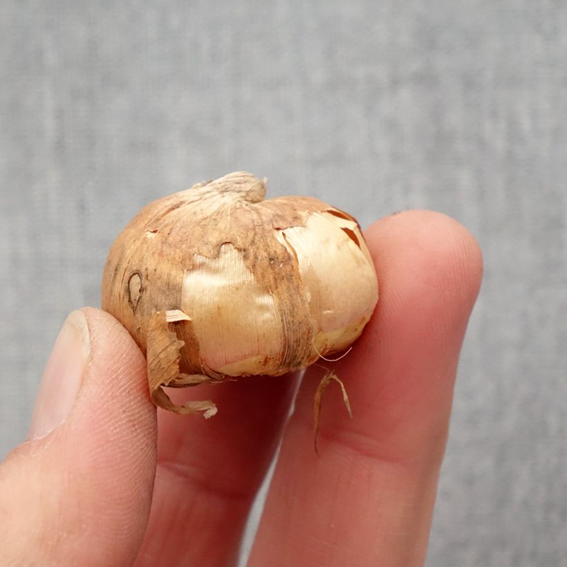 Amostra de Glaïeul colvillei Frozen Sparks Bulbo size 10+ tal como entregue na primavera