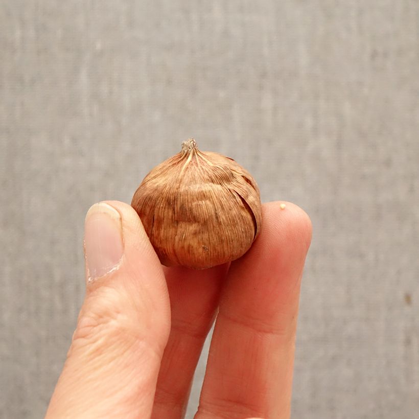 Amostra de Gladiolus callianthus Bulbo Calibre 8+ tal como entregue na primavera