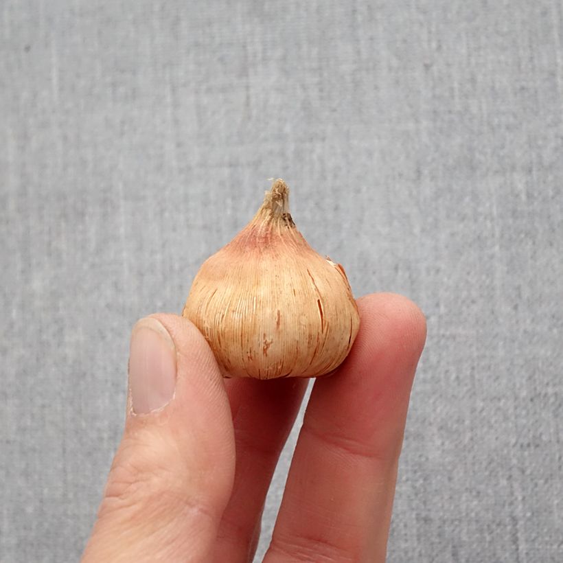 Amostra de Glaïeul Oracle Bulbe Kaliber/Größe 14+ tal como entregue na primavera