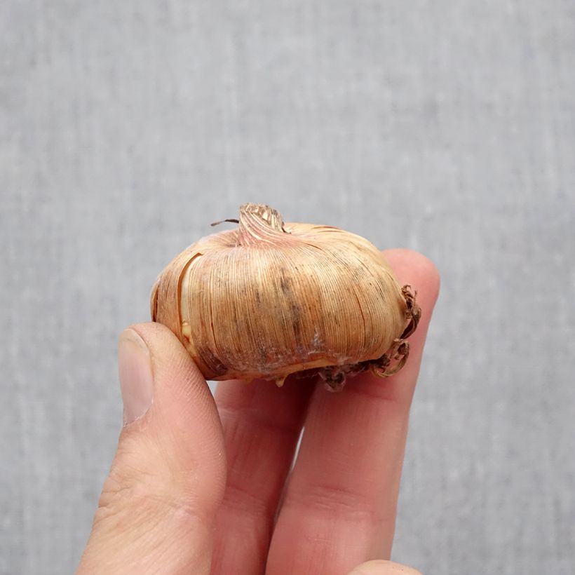 Amostra de Gladíolo Adrenaline Bulbo Calibre 12+ tal como entregue na primavera