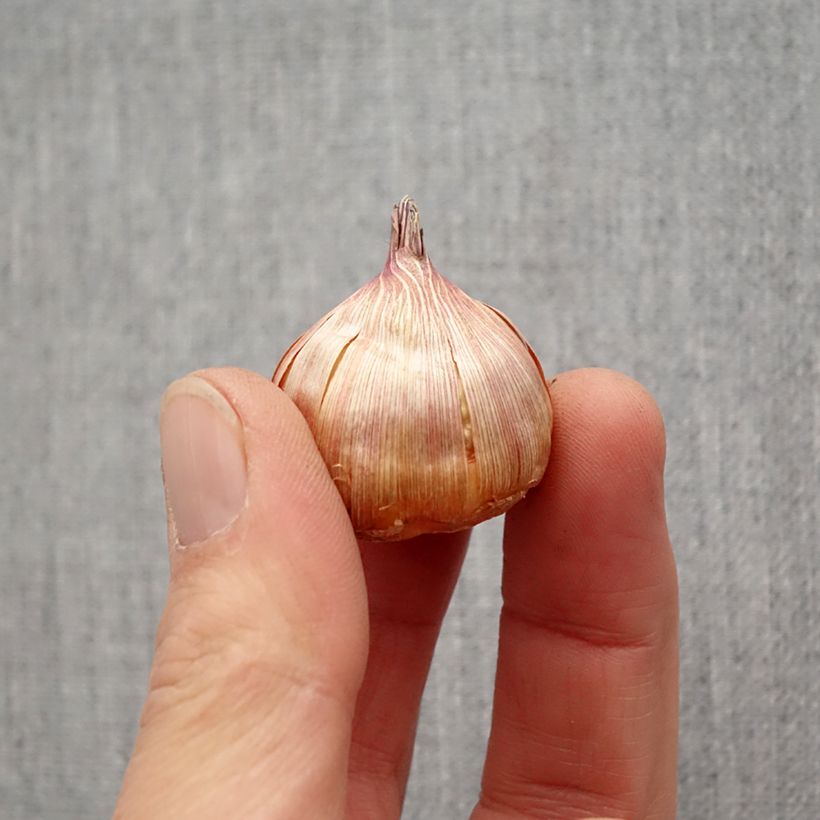 Amostra de Glaïeul ou Gladiolus Bimbo Bulbe Kaliber/Größe 10/12 tal como entregue na primavera