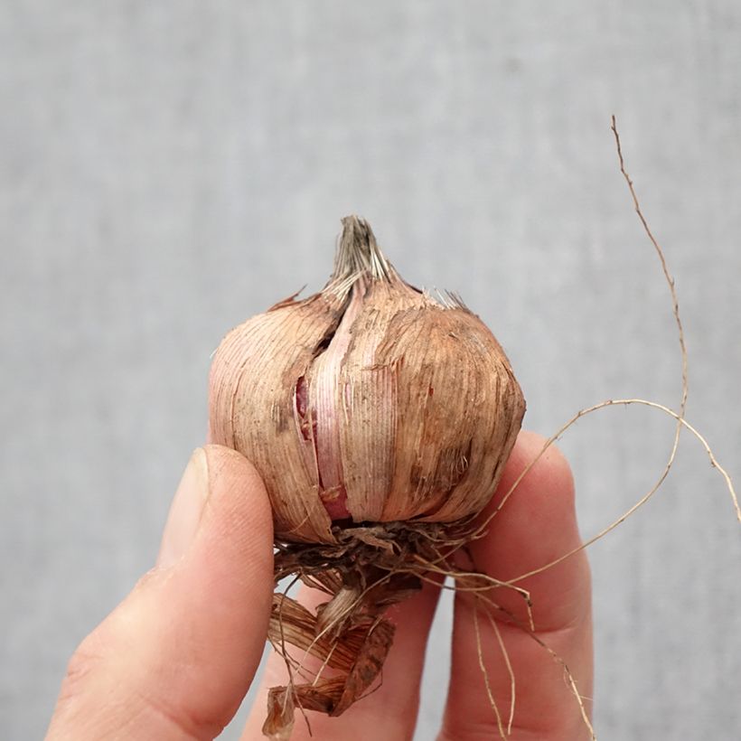 Amostra de Glaïeul ou Gladiolus Black Surprise Bulbo size 12+ tal como entregue na primavera