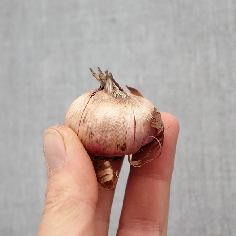 Amostra de Glaïeul ou Gladiolus Cayenne Bulbo size 12/14 tal como entregue na primavera