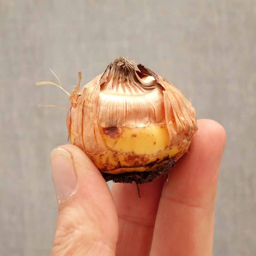 Amostra de Gladíolo Circus Club Bulbo Calibre 14+ tal como entregue na primavera