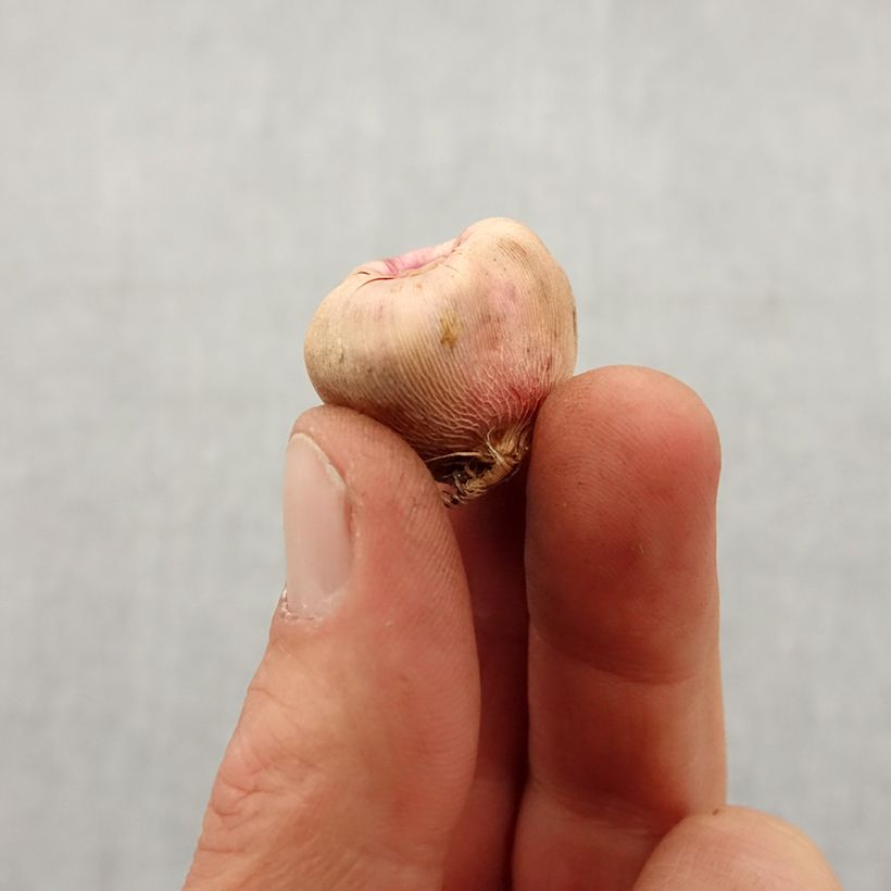 Amostra de Glaïeul ou Gladiolus colvillei Galaxian Bulbo size 8+ tal como entregue na primavera