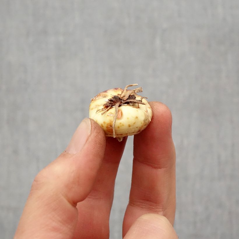 Amostra de Glaïeul ou Gladiolus colvillei Robinetta Bulbe Kaliber/Größe 10+ tal como entregue na primavera