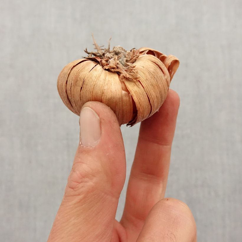 Amostra de Glaïeul ou Gladiolus Conca d'Oro Bulbe Kaliber/Größe 12+ tal como entregue na primavera