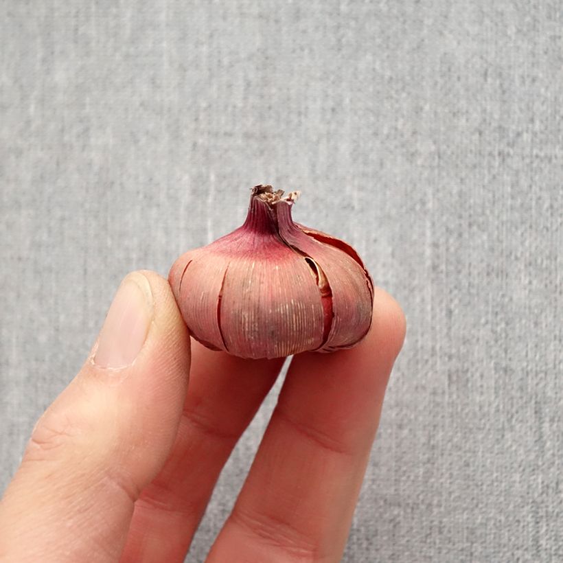 Amostra de Glaïeul ou Gladiolus Dared Bulbe Kaliber/Größe 10/12 tal como entregue na primavera