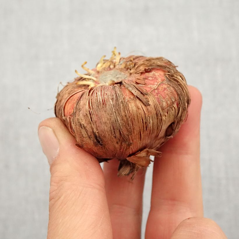 Amostra de Glaïeul ou Gladiolus Espresso Bulbo size 14+ tal como entregue na primavera