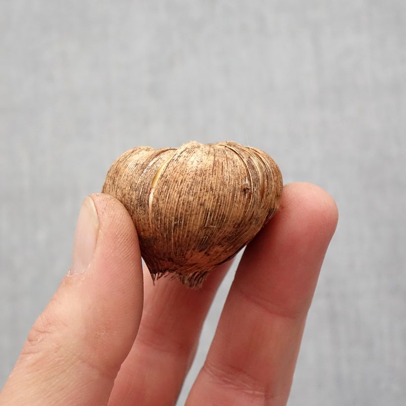 Amostra de Glaïeul ou Gladiolus Fidelio Bulbo size 14+ tal como entregue na primavera