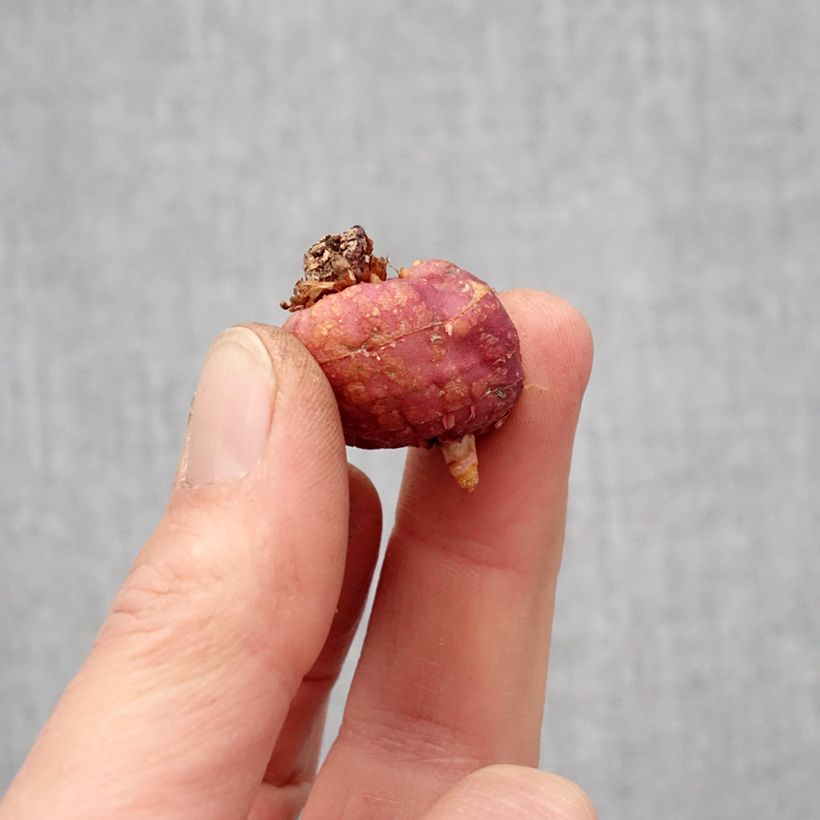 Amostra de Glaïeul ou Gladiolus Flevo Cool Bulbo size 10+ tal como entregue na primavera