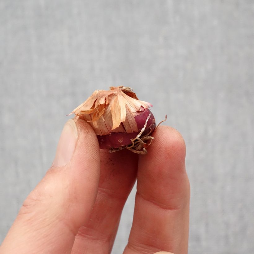 Amostra de Glaïeul ou Gladiolus Flevo Vito Bulbo size 12+ tal como entregue na primavera