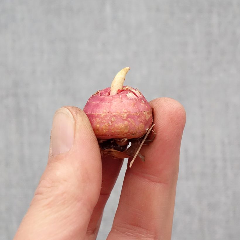 Amostra de Glaïeul ou Gladiolus Fragrant Lady Bulbo size 10+ tal como entregue na primavera