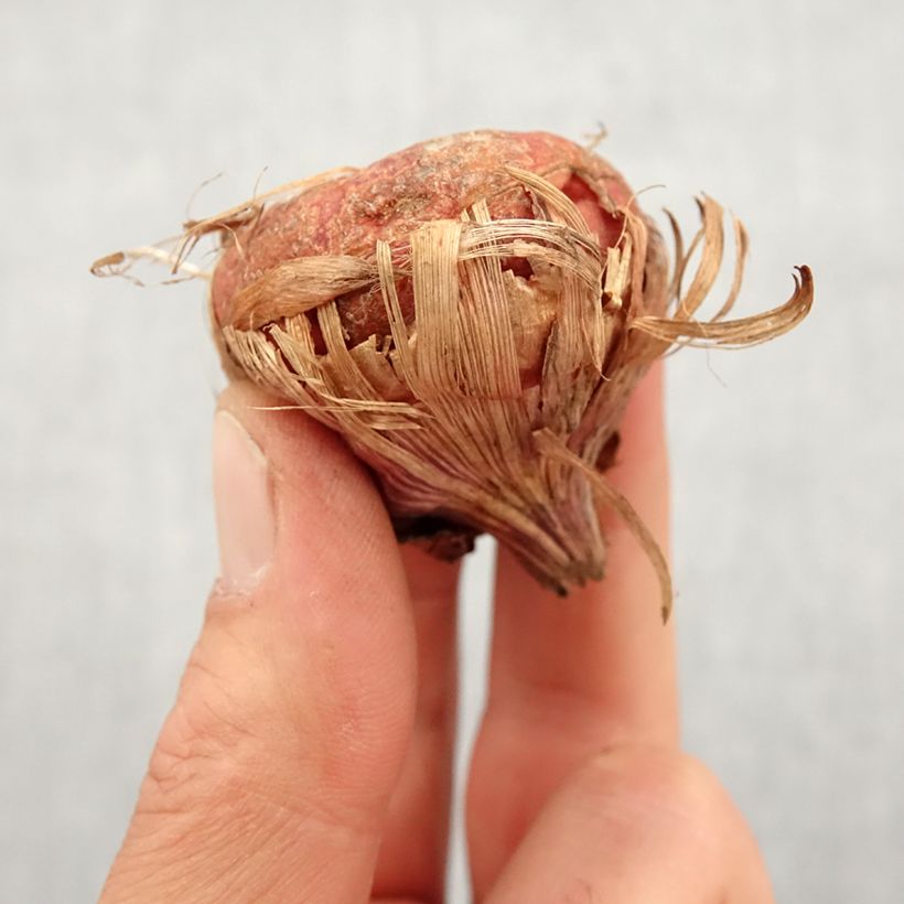 Amostra de Glaïeul ou Gladiolus Green Star Bulbo size 14+ tal como entregue na primavera